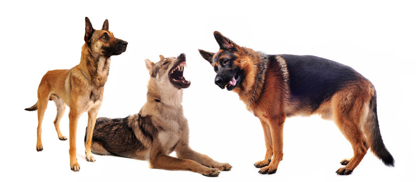 1 962 Best Chien De Berger Images Stock Photos Vectors Adobe Stock