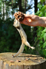 Chipmunk висит на плоде кедра