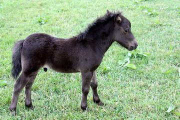 Fototapeta premium Shetlandpony