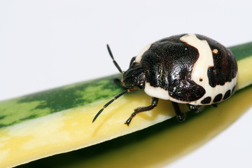stinkbug