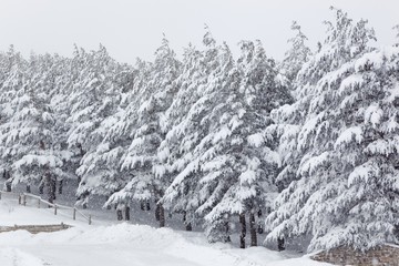 Pine Trees Covered By Snow