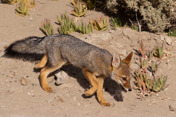 Patagonian Gray Fox (Dusicyon griseus)