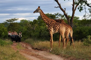Abwaschbare Fototapete Afrika Giraffe
