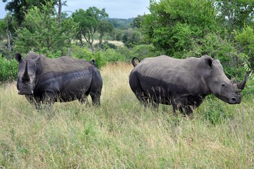 Nashorn -  Rhino