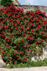 rosier grimpant