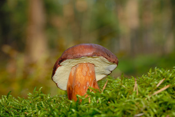 Maronenröhrling