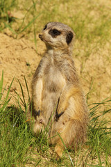 Meerkat