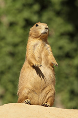 Prairie dog standing upright