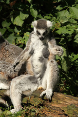 Ring-tailed lemur