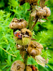 Feuerkwanze im Grünen
