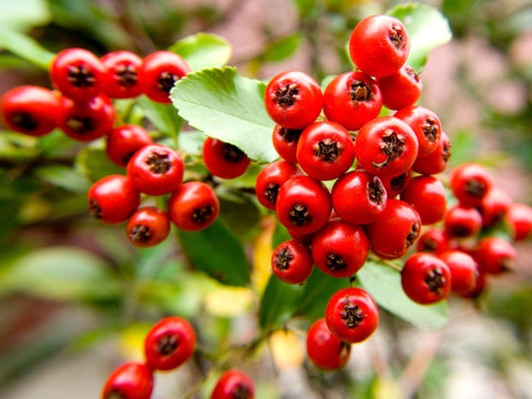 Roter Feuerdorn