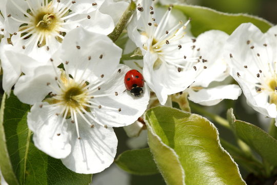 pesco fior di pesco coccinella