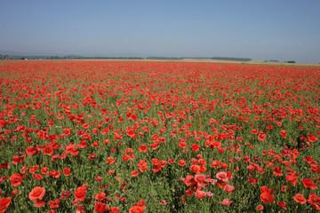 Obraz premium poppy flower field