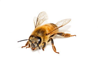Bee isolated on white background
