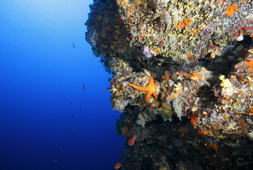Fototapeta na wymiar stella marina rossa acquario