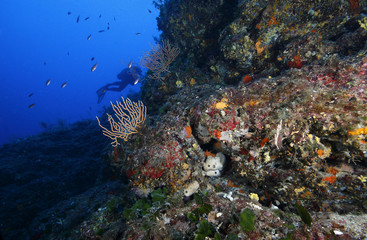 Fototapeta na wymiar subacqueo