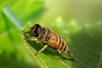 syrphidae insects