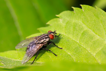 muscidae insect