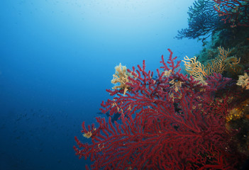 Fototapeta na wymiar gorgonia rossa acquario