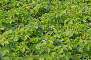 japanese creeper leaves