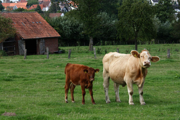 Kuh mit Kalb auf einer Weide