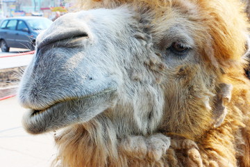 Bactrian camel portrait
