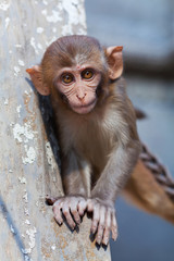 Young rhesus macaque monkey