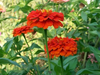 red flowers