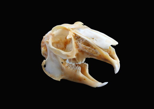 Isolated European brown hare (Lepus europaeus) skull
