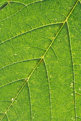 leaf structure (Acer pseudoplatanus)