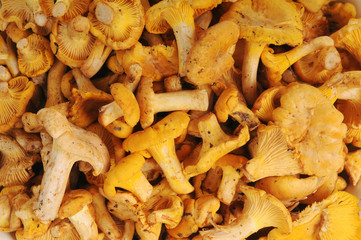 Yellow chanterelle mushrooms in close-up