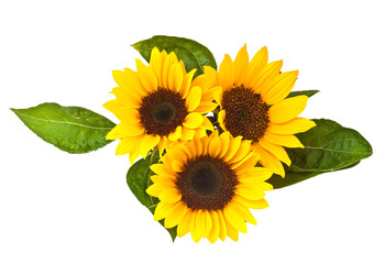 Fototapeta premium Sunflowers, isolated on a white background.