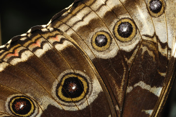 Eulenfalter (Noctuidae) im Schmetterlingshaus