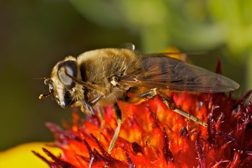 Dancing Hoverfly in extreme Macro view