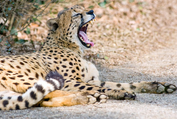 cheetah © bertys30