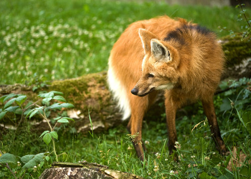 maned wolf