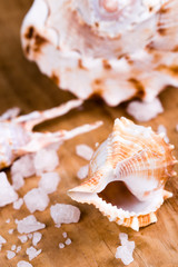 Obraz na płótnie Canvas sea shells and salt