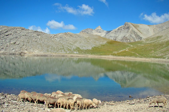 Le reflet du Mont Pelat (3050 m) dans le lac des Garrets