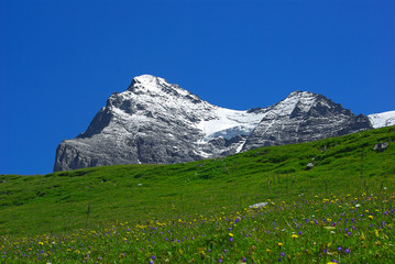 Blumenwiese Alpen Grindelwald 2