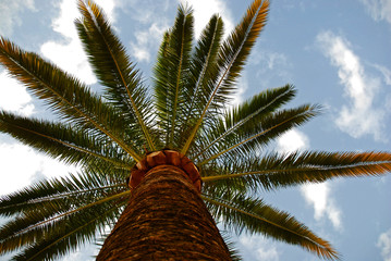 Palm tree