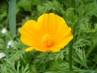 the orange florescence