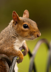 Squirrel leaning on fence
