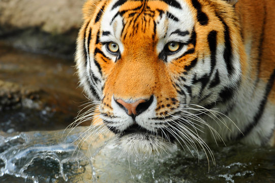 Zoo 118.2