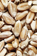 Closeup of grains of wheat