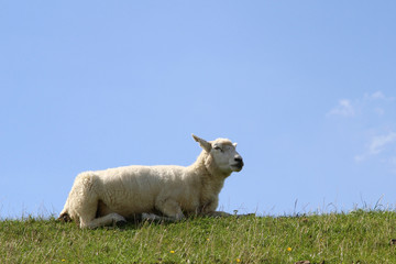 Obraz premium Schaf auf der Deichkrone
