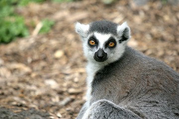Ring Tailed Lemur