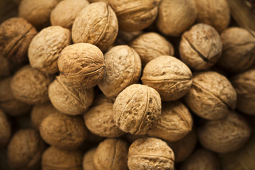 Zbiór włoskich orzechów