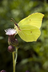 Piękny motyl listkowiec cytrynek na kwiatku © sitriel