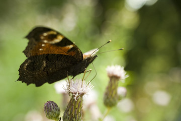 Piękny motyl rusałka pawik na kwiatku