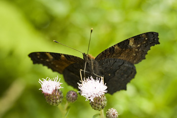 Piękny motyl rusałka pawik na kwiatku © sitriel